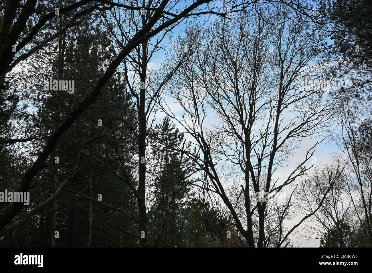 Tree camera picture hi-res stock photography and images - Alamy