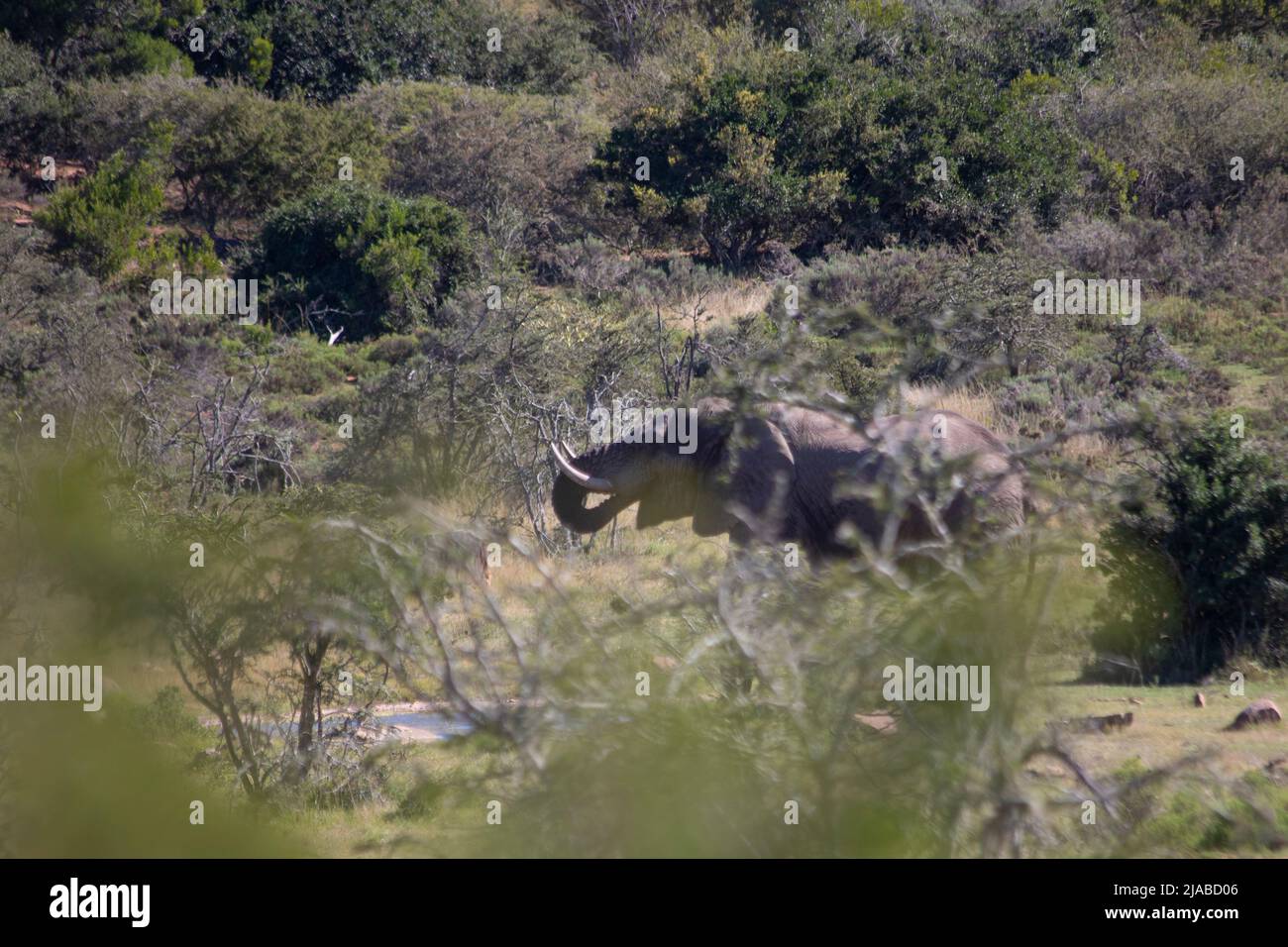 African Wildlife safari in a reserve holding the Big 5 Stock Photo