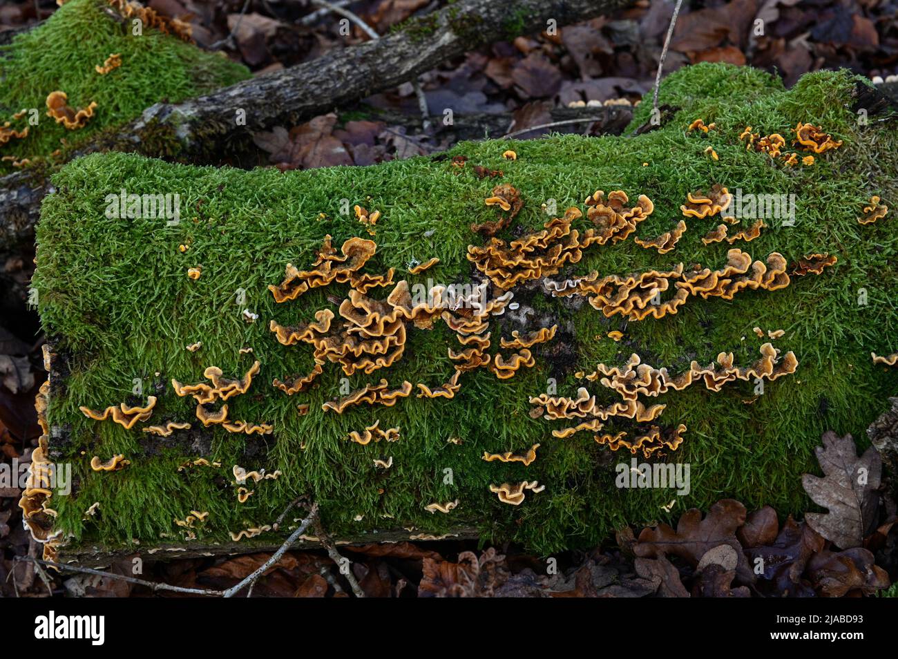 Moss and Fungi Stock Photo