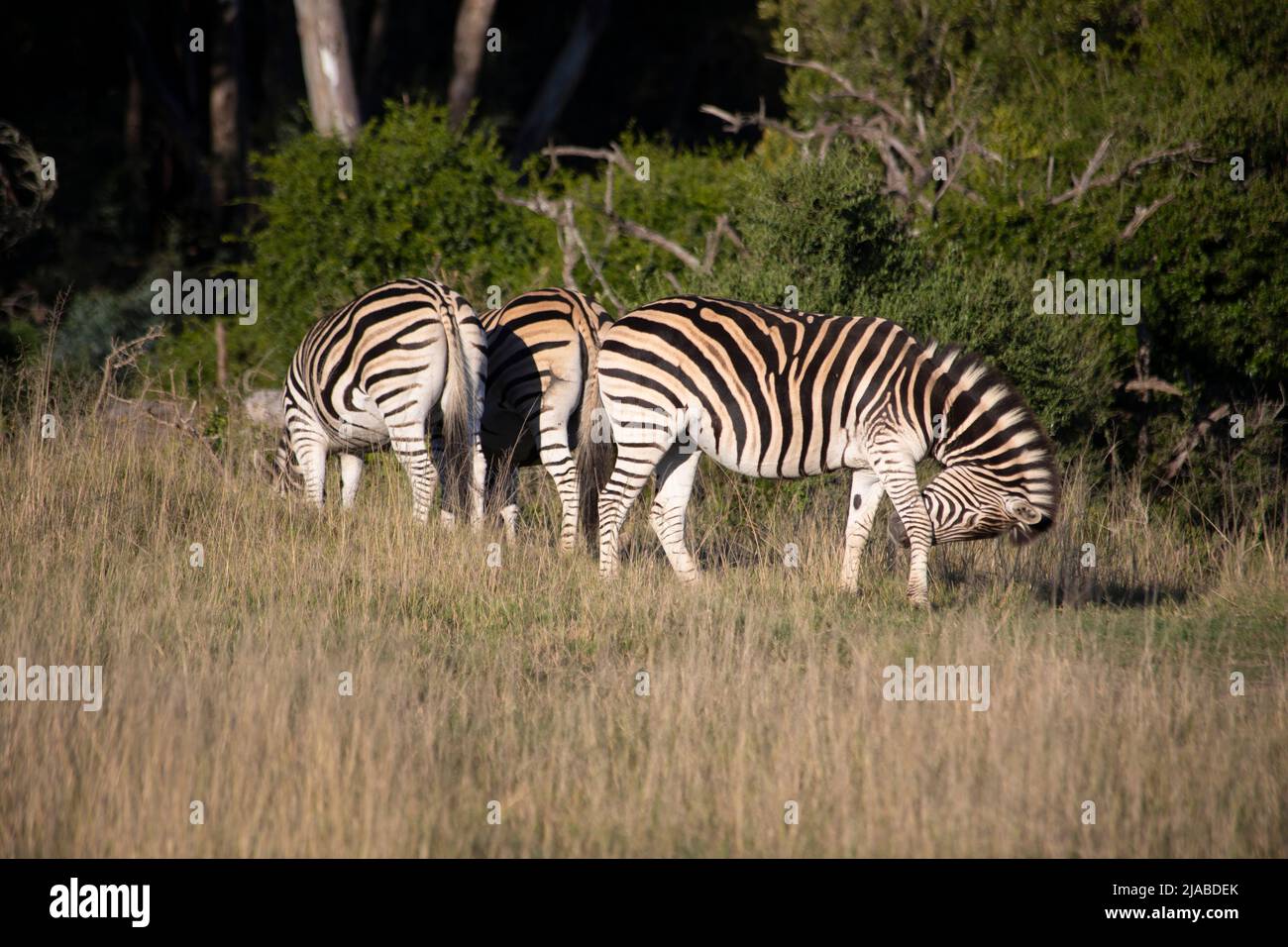 African Wildlife safari in a reserve holding the Big 5 Stock Photo Alamy