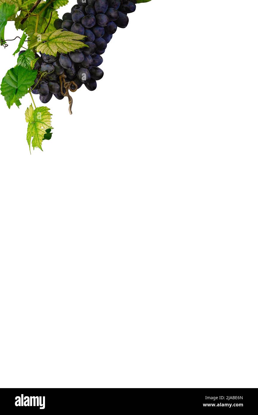 Grape bunch with grape leaves. Isolated White background with copy