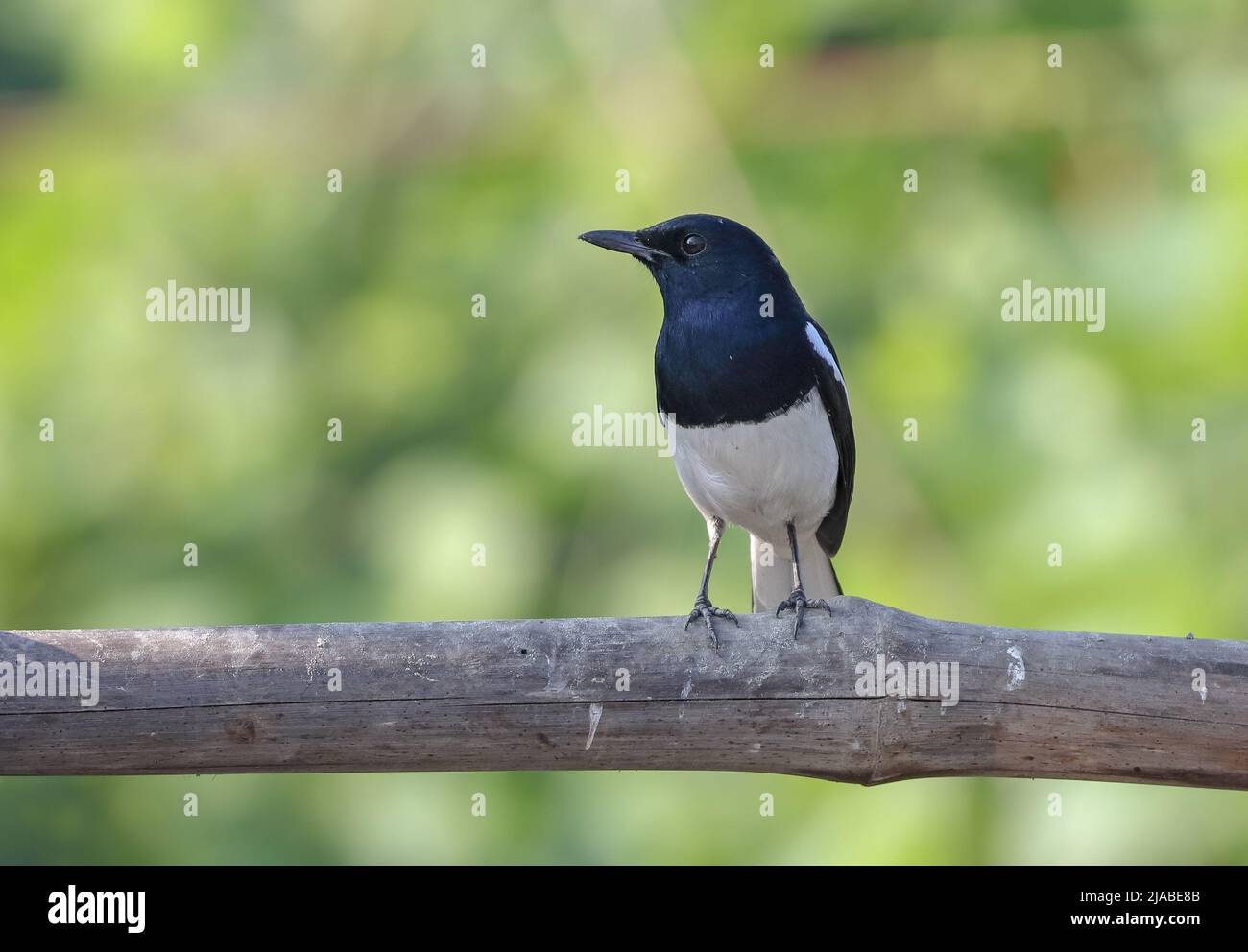 Oriental magpie robin (male) front view. Stock Photo