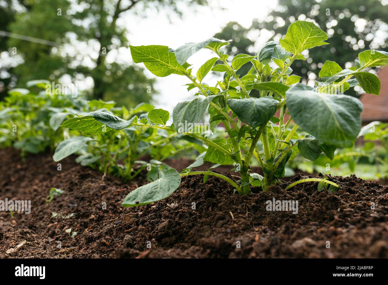 Row of potato plants in a vegetable garden. Stock Photo