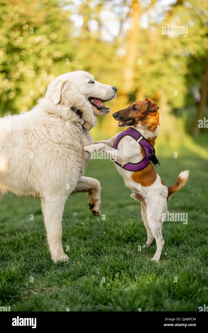 Adorable dogs playing on green meadow Stock Photo - Alamy