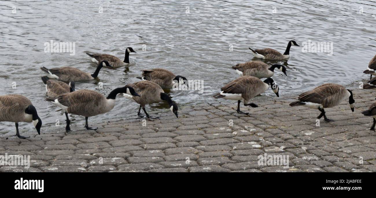 Canada goose amsterdam quito deals