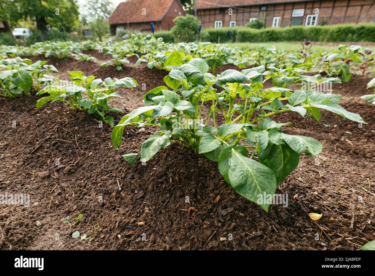 Row of potato plants in a vegetable garden. Stock Photo