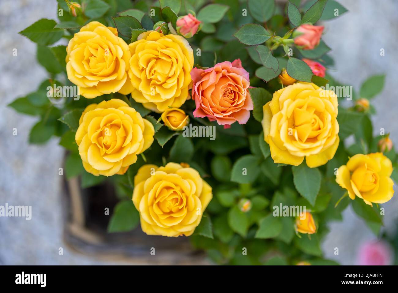 Garden rose bush yellow red hi-res stock photography and images - Alamy