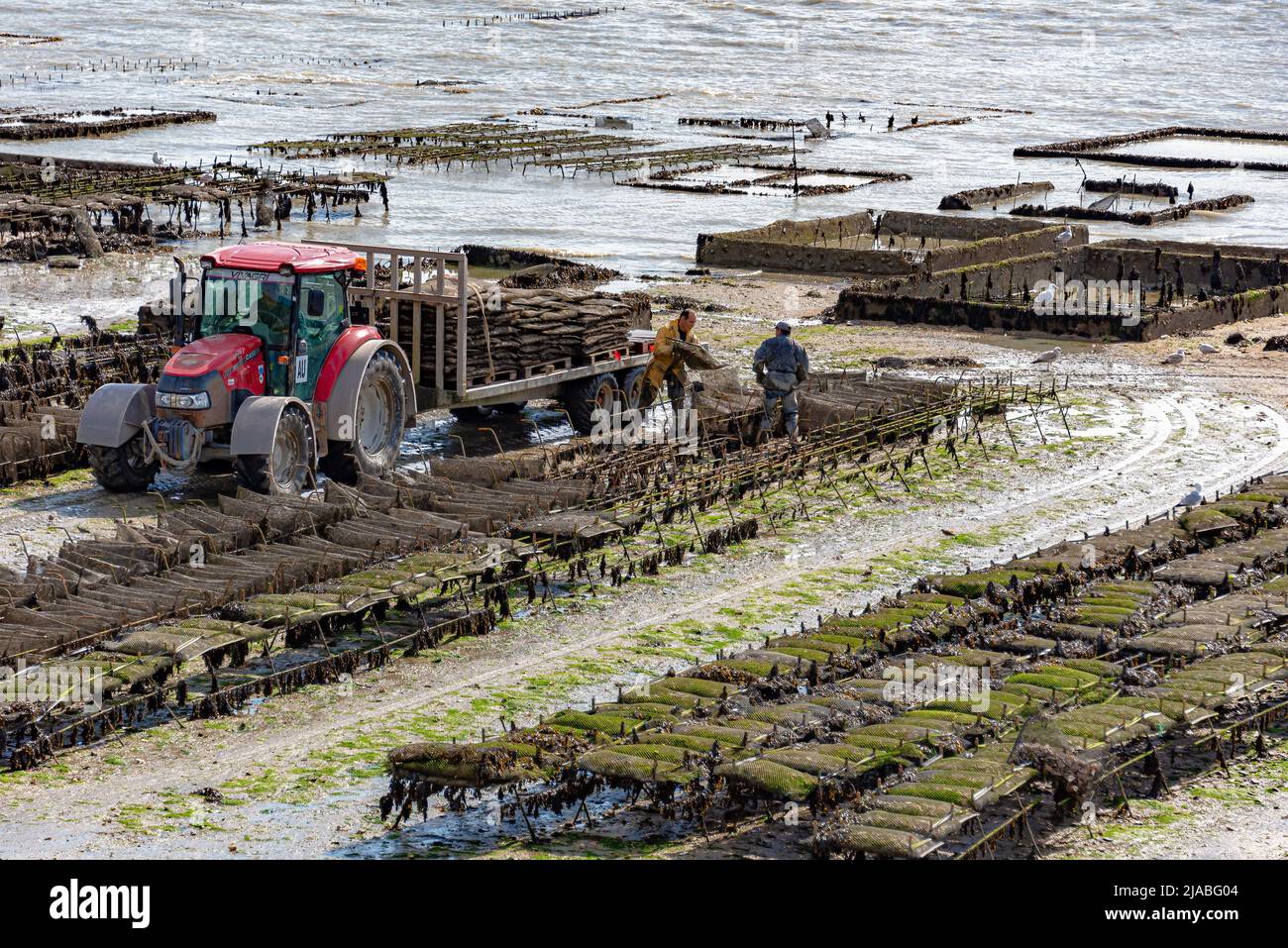 Concale, France – April 11, 2022: Oyster farmers are transporting bags full of oysters onto their amphibious vehicles. Stock Photo