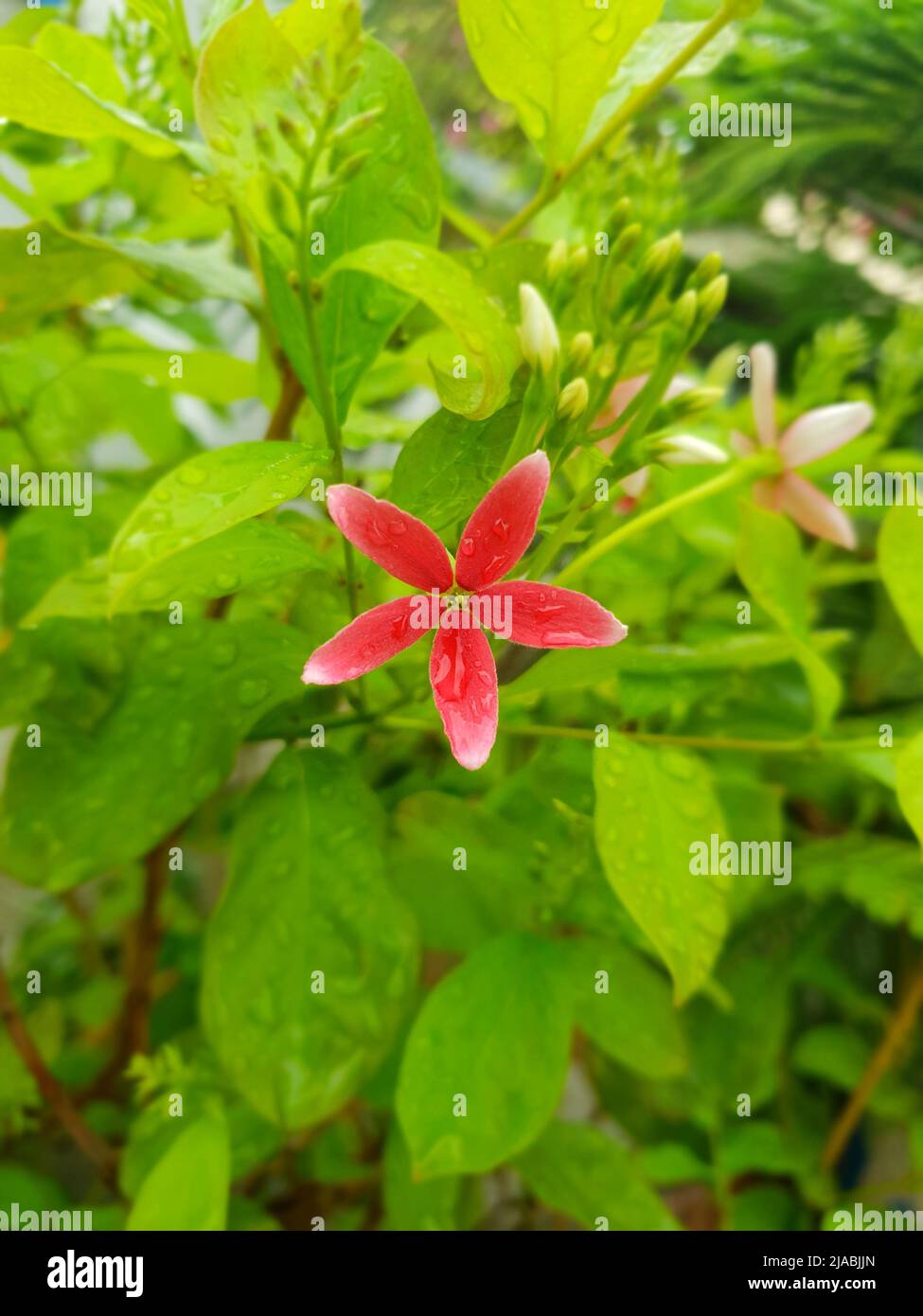 On the roof, beautiful pink flowers are blooming in the flower trees. Stock Photo