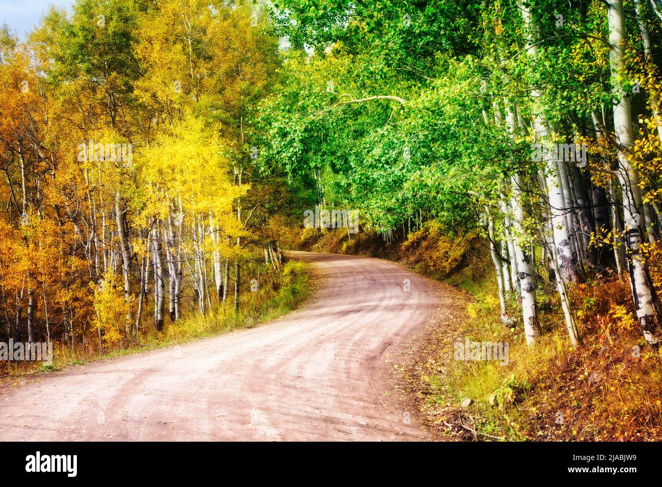 Ohio Pass Road winds it way through one of the largest aspen forests in the world in Colorado. Stock Photo