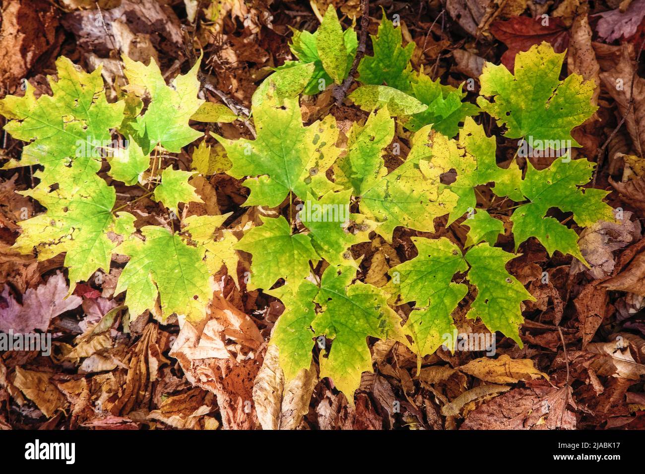 A small maple tree gains footing in the White Mountains of New Hampshire. Stock Photo