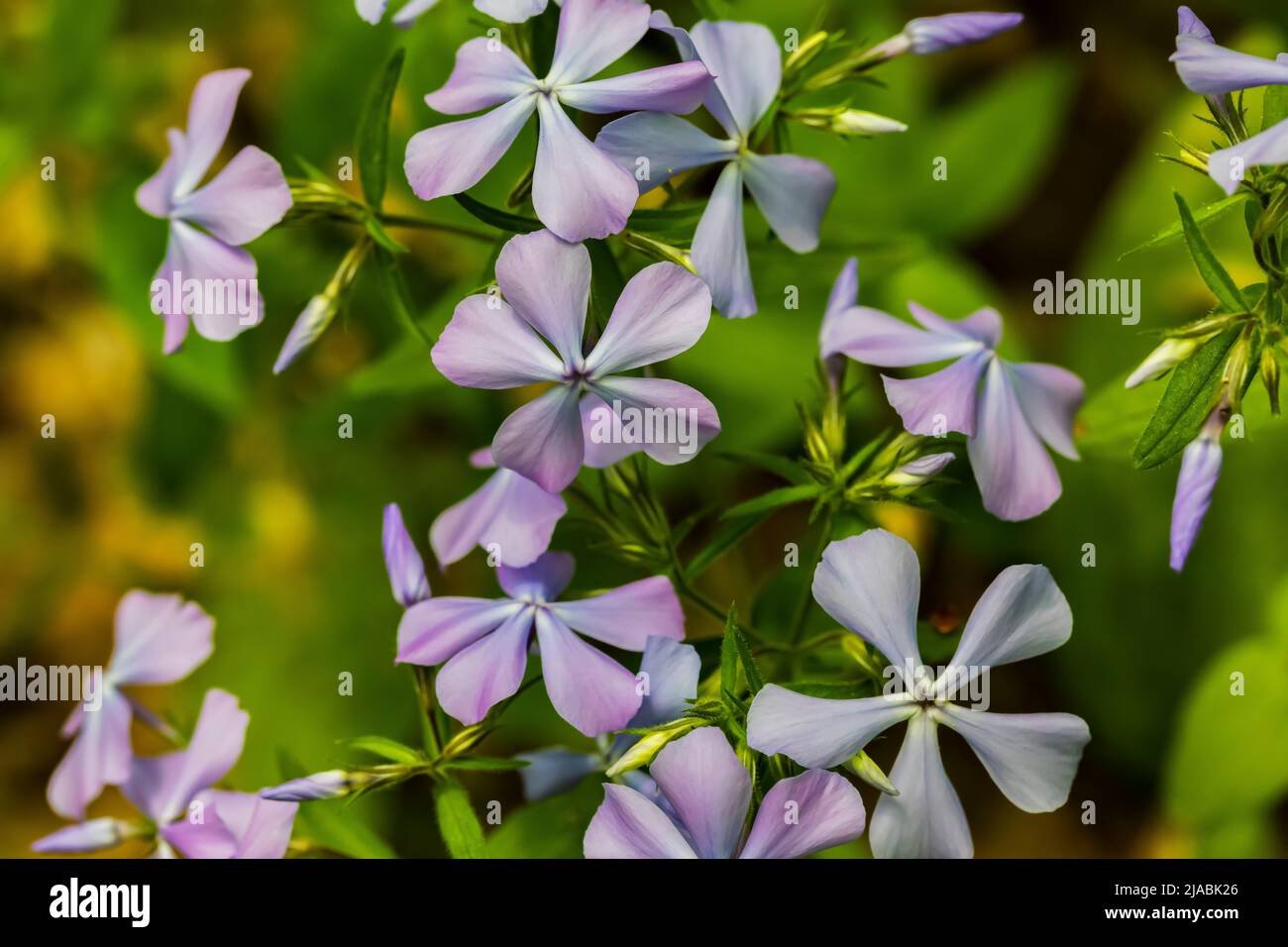 Wild Blue Phlox, Phlox divaricata, blooming in Trillium Ravine Preserve, a Michigan Nature Association preserve, USA Stock Photo