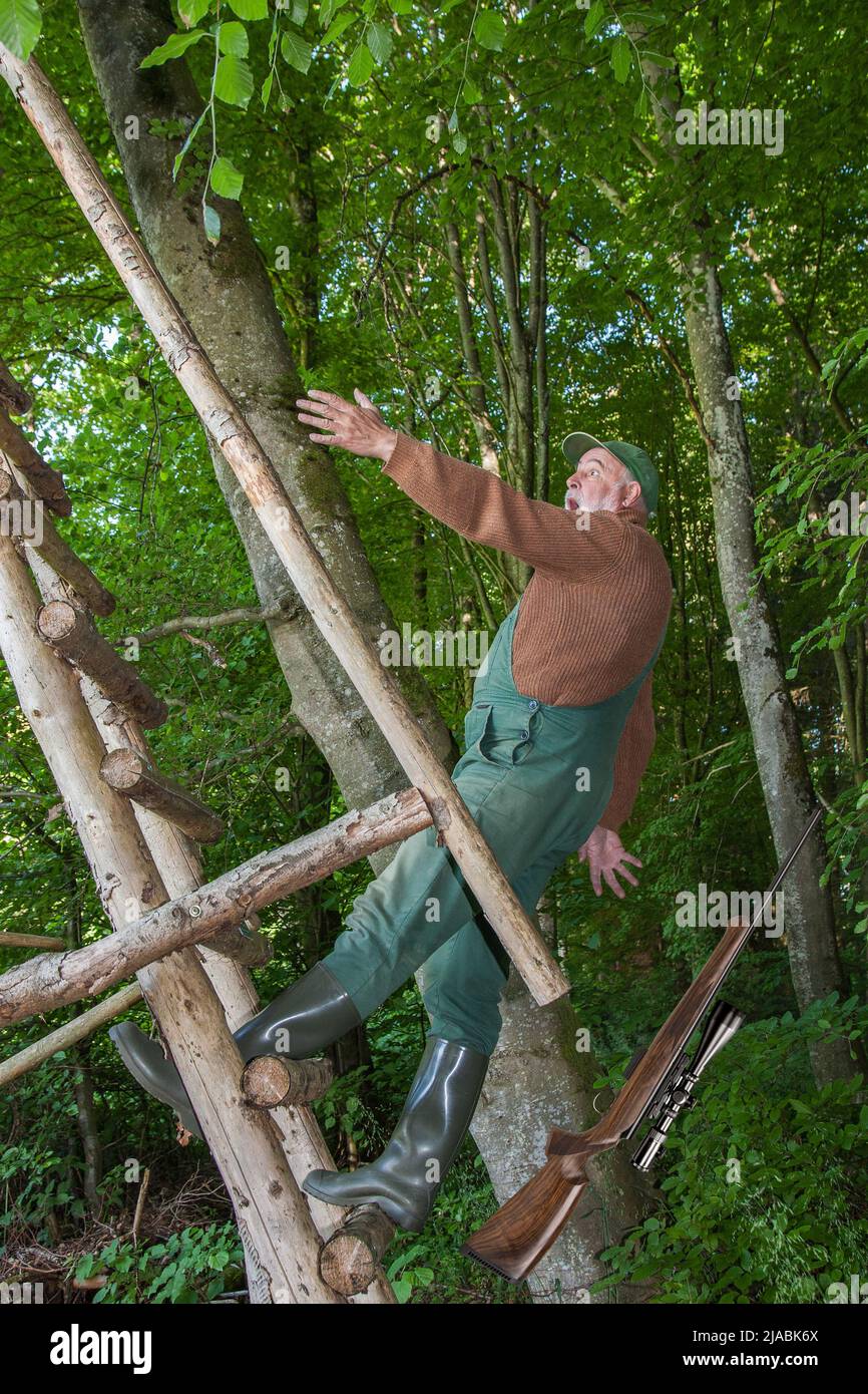 Hunting accident. A little carelessness and an elderly hunter slips on the ladder of his hunting pulpit and falls backwards. Stock Photo