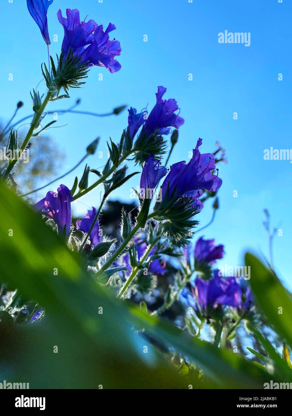 Purple flowers and the blue sky. image with copy space, can be background with front focus. Stock Photo