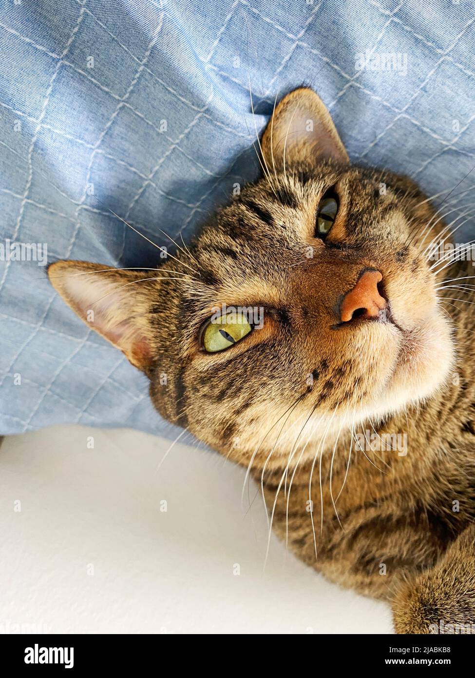 Kitten thinking. Lying on sheets and relaxed, the cat has a more closed eye and reproduces a feeling of thoughts. Stock Photo