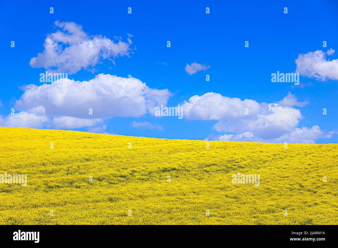 Spring horizon with yellow flowers field under blue sky and clouds, Italy (Apulia).Spring horizon with clouds and flowering fields. Stock Photo
