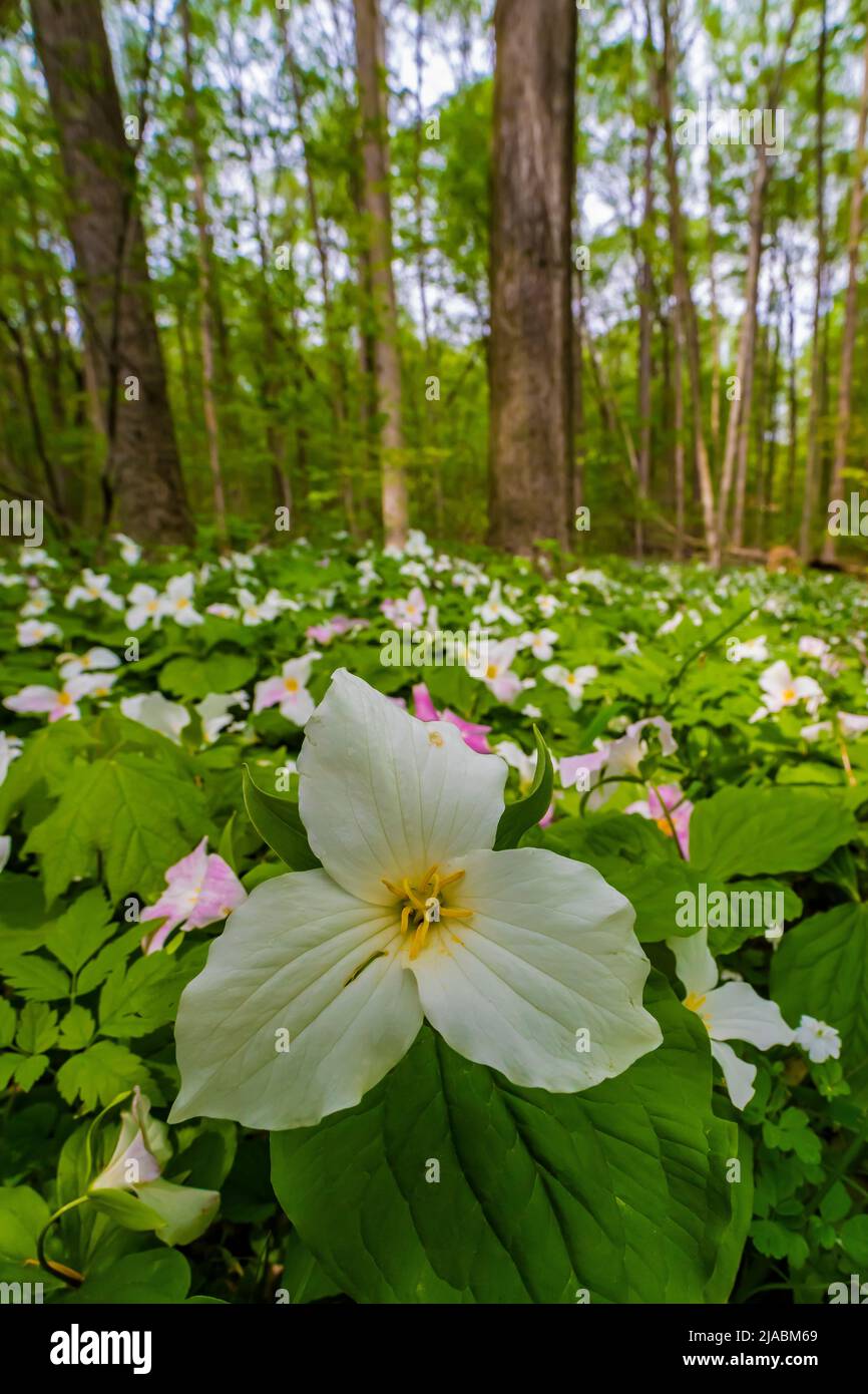 Large-flowered Trillium, Trillium grandiflorum, flowering in Trillium Ravine Preserve, a Michigan Nature Association preserve, USA Stock Photo