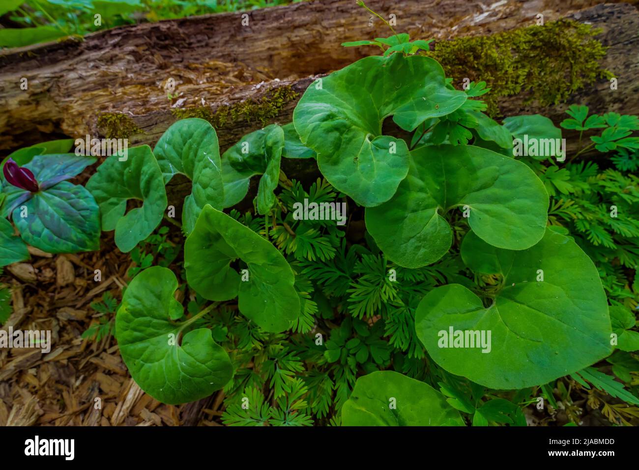 Wild Ginger, Asarum canadense, in Trillium Ravine Preserve, a Michigan Nature Association preserve, USA Stock Photo