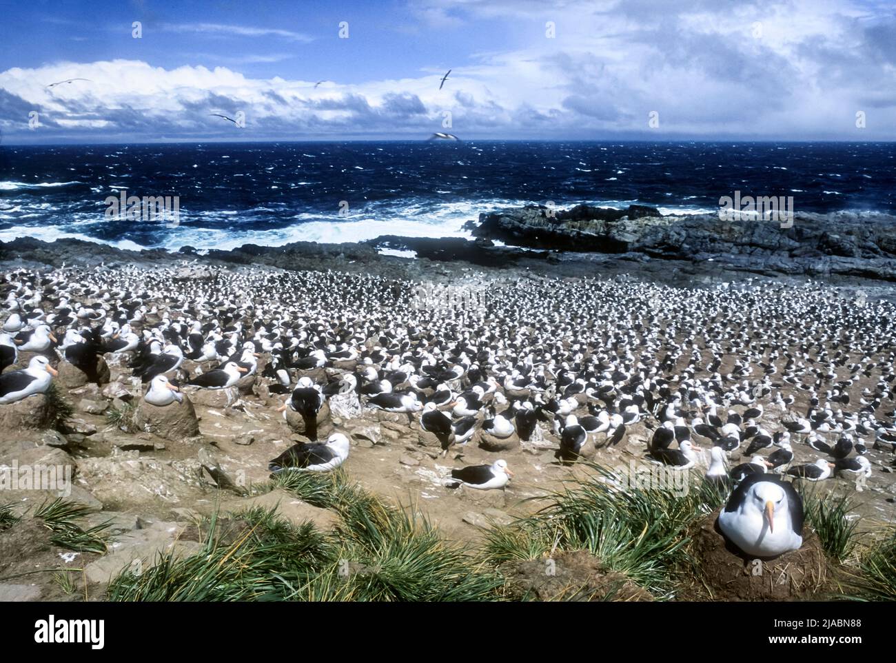 South America; Sub-Antarctica; Falkland Islands; Birds; Seabirds; Black-browed albatross; Thalassarche melanophris; Nesting colony Stock Photo