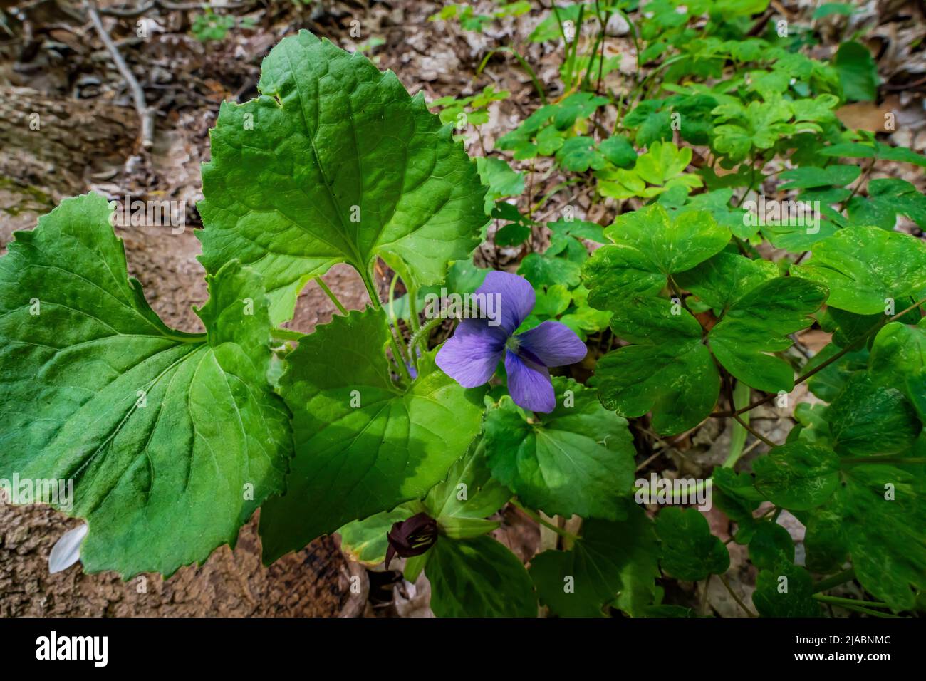 Violet, Viola spp., in Trillium Ravine Preserve, a Michigan Nature Association preserve, USA Stock Photo