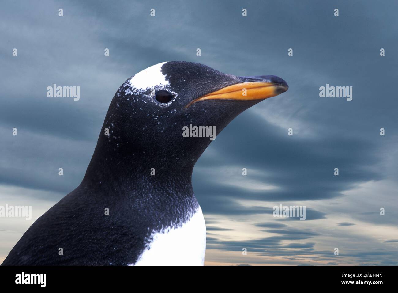 Antarctica; South Georgia Island; Wildlife; Birds; Gentoo Penquins; (Pygoscelis papua) Stock Photo