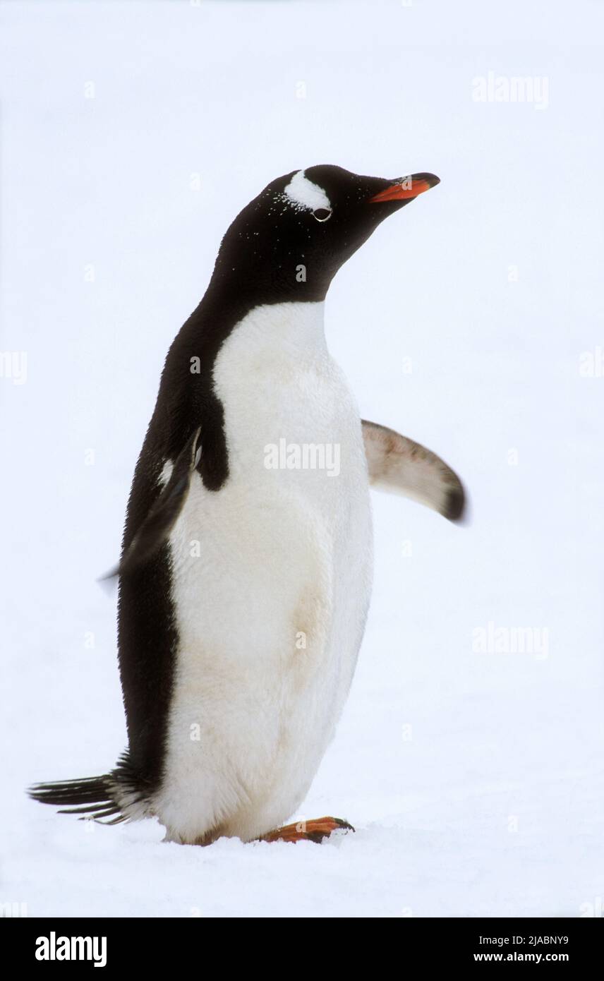 Antarctica; South Georgia Island; Salisbury Plain; Light snowstorm; Wildlife; Birds; Gentoo Penquins; (Pygoscelis papua) Stock Photo