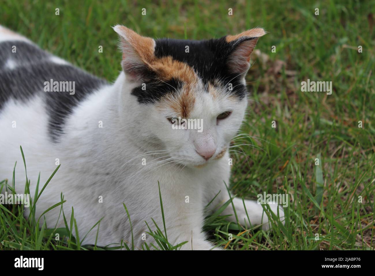 Calico Cat laying in the grass relaxed Stock Photo