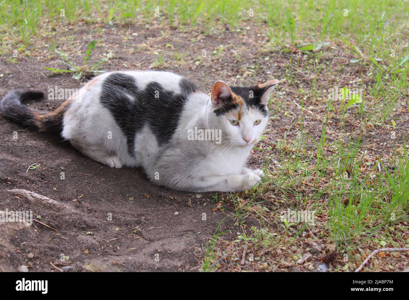 Calico cat dirty laying on patch of dirt Stock Photo Alamy