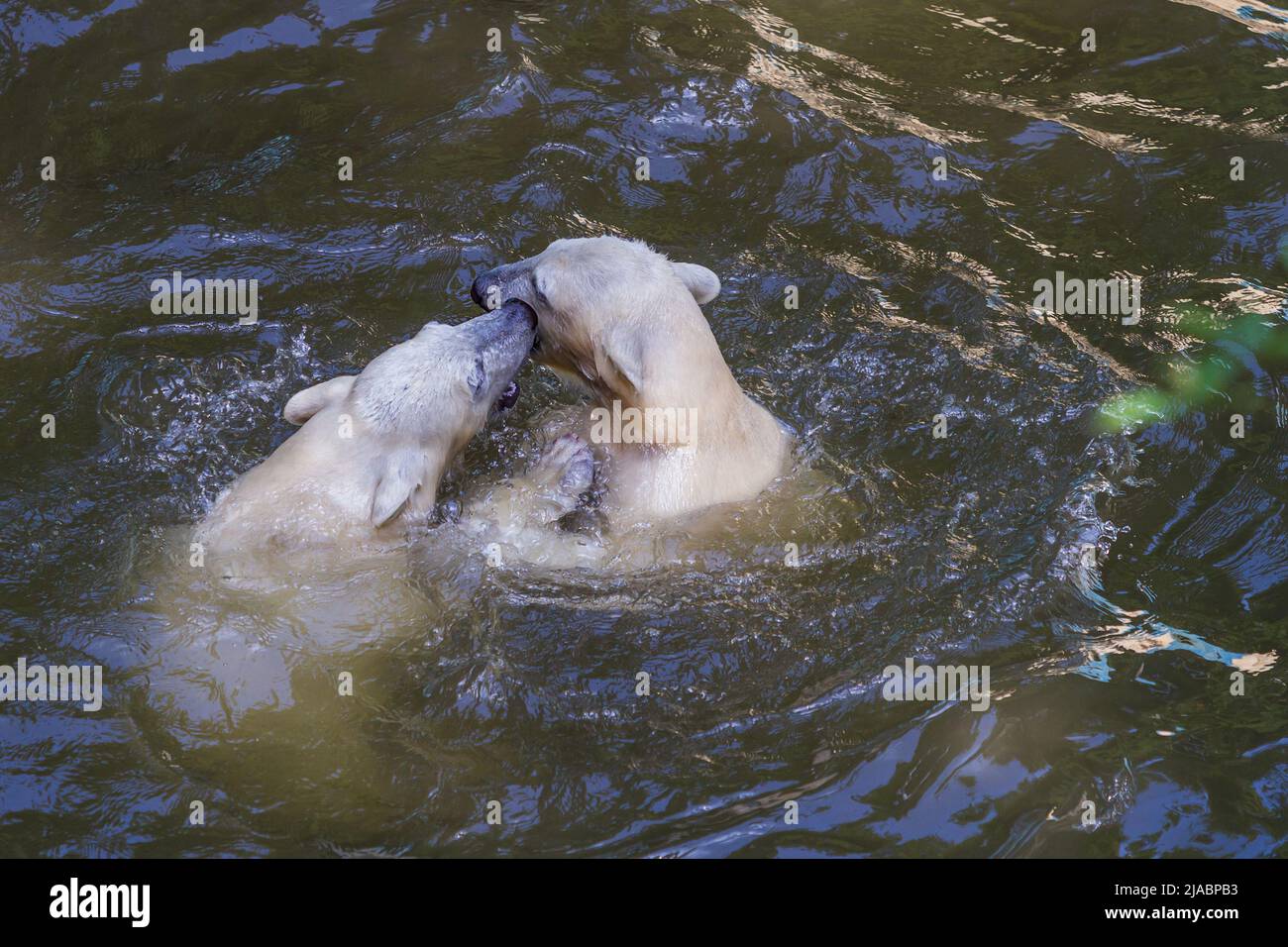 Two polar bears - Ursus maritimus are playing in the water Stock Photo