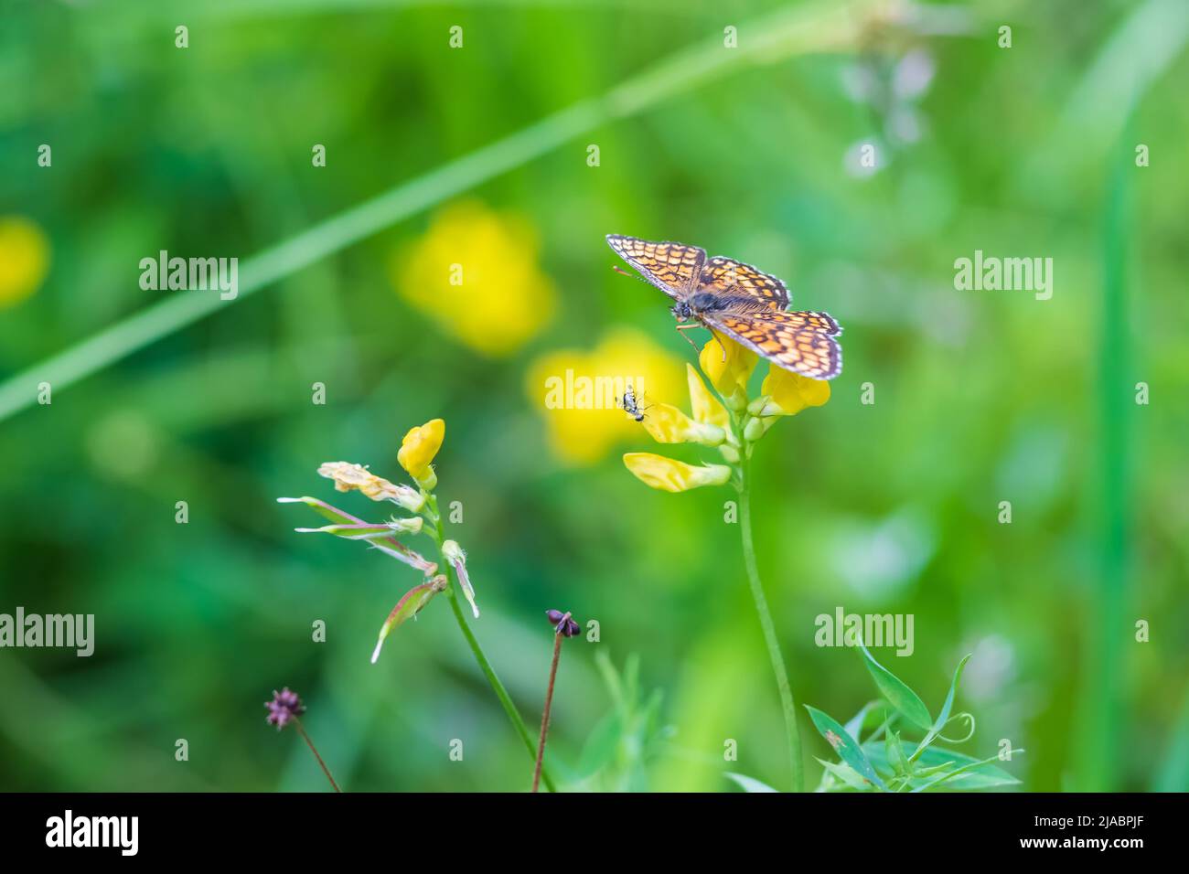 Little colorful butterfly on green grass. The background is green with nice bokeh. Stock Photo