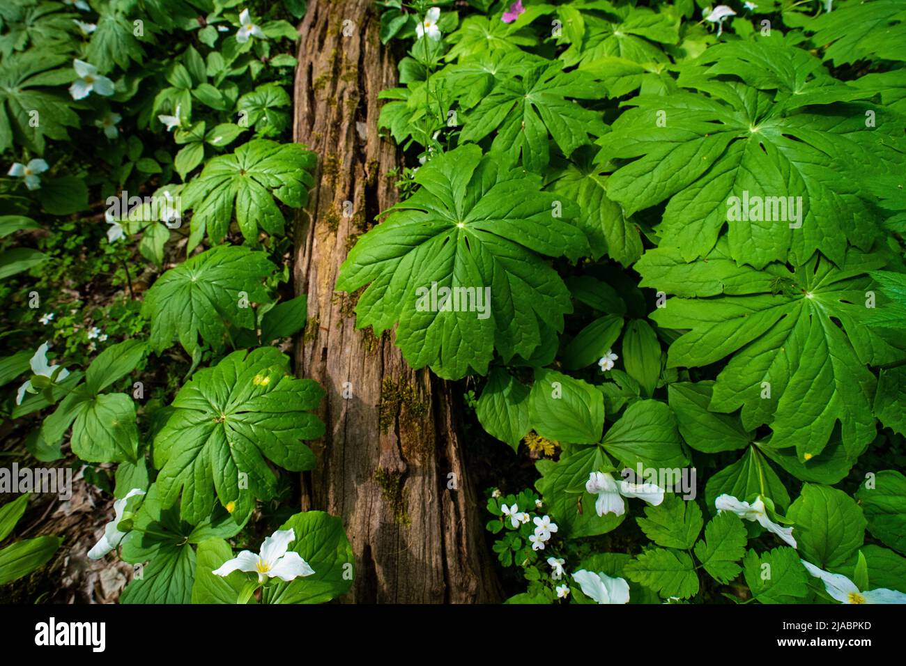 Mayapple, Podophyllum peltatum, leaves in Trillium Ravine Preserve, a Michigan Nature Association preserve, USA Stock Photo