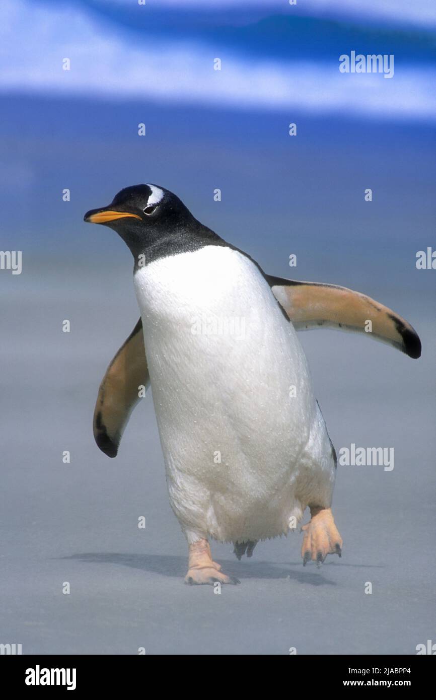 Antarctica; Falkland Islands; Wildlife; Birds; Gentoo Penquins; (Pygoscelis papua) Stock Photo