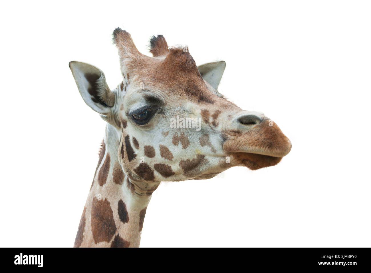 Rothschild's Giraffe - Giraffa camelopardalis rothschildi - head ...