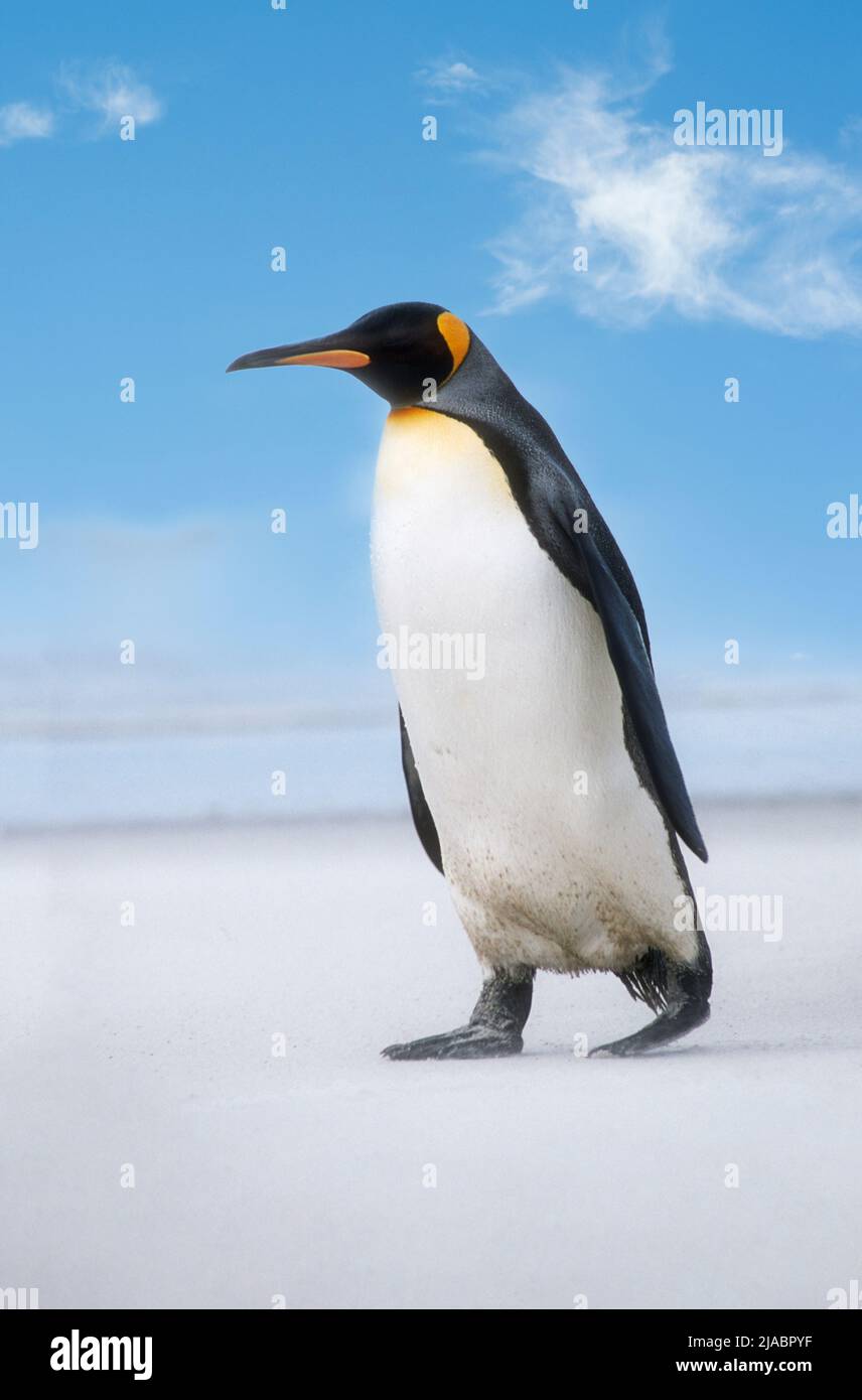 King Penguin ,South Georgia Island Stock Photo