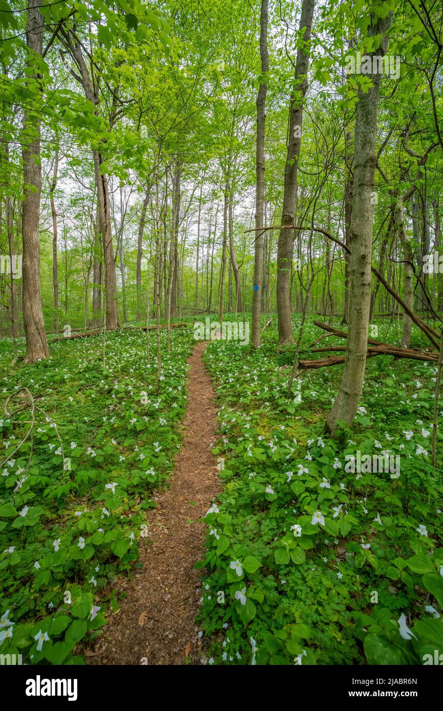 Trail through Trillium Ravine Preserve, a Michigan Nature Association preserve, USA Stock Photo