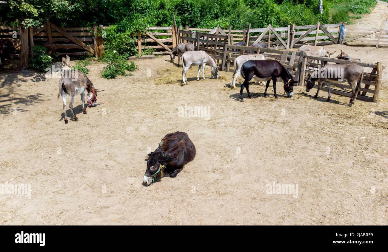Donkey farm. Aerial drone view flight over many donkeys standing and lying in corral on donkey farm. Domestic rural animals in village. Herd of livestock and domestic animal grazing in summer paddock Stock Photo