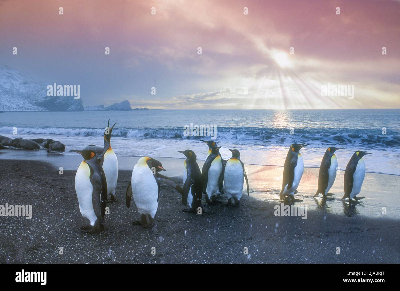 Antarctica; South Georgia Island; Salisbury Plain; Light snowstorm; Wildlife; Birds; King Penquins;(Aptenodytes patagonicus); In snowfall, evening; Th Stock Photo