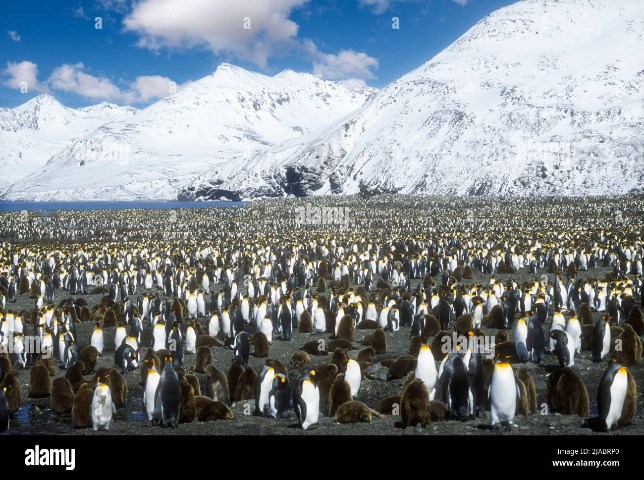 Antarctica; South Georgia Island; Salisbury Plain; Wildlife; Birds; King Penquins; Aptenodytes patagonicus Stock Photo