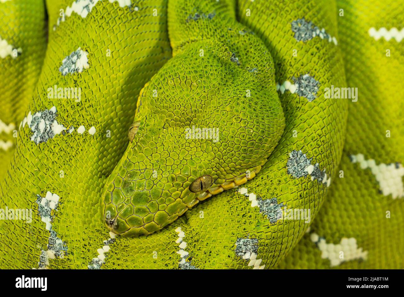 Corallus caninus - green snake coiled into a ball. Stock Photo