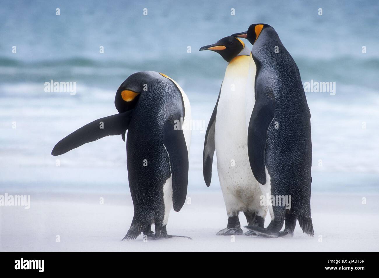 Antarctica; South Georgia Island; Salisbury Plain; Light snowstorm; Wildlife; Birds; King Penquins;(Aptenodytes patagonicus); The second largest speci Stock Photo
