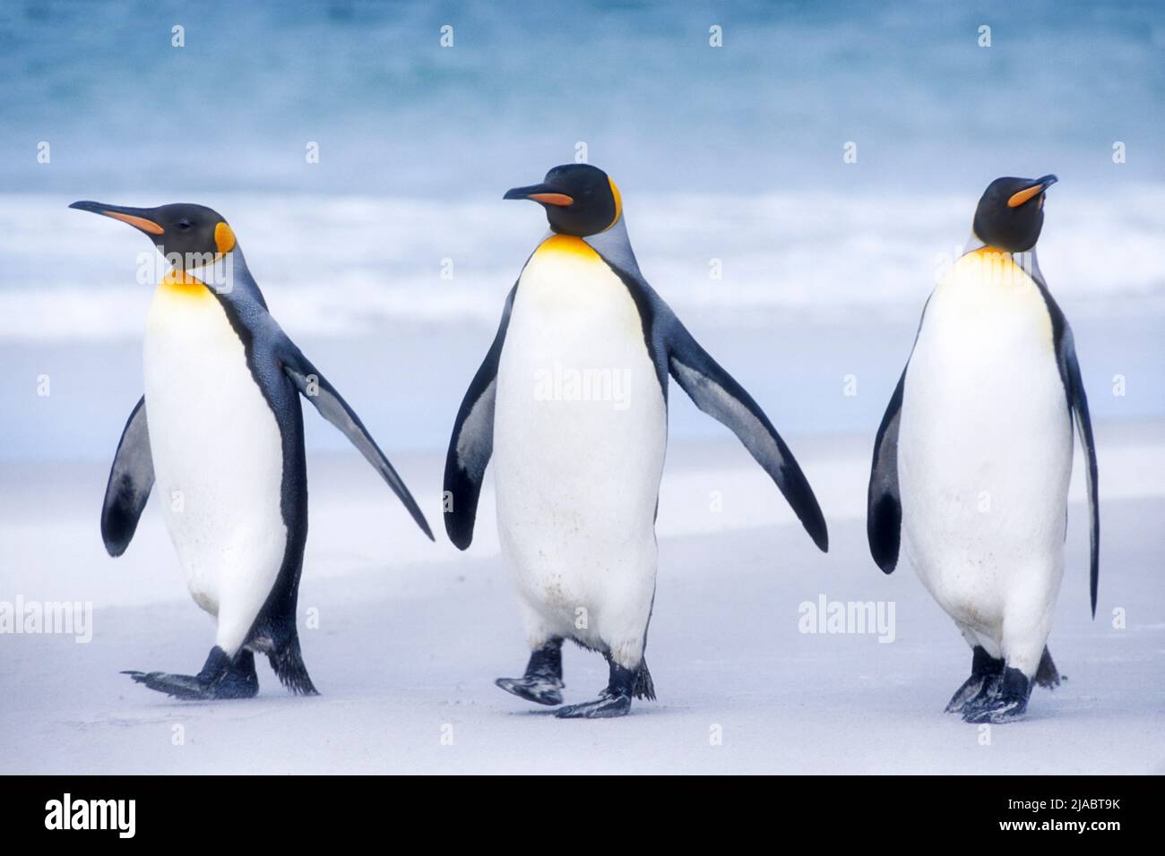 Antarctica; South Georgia Island; Wildlife; Birds; King Penquins; Aptenodytes patagonicus Stock Photo