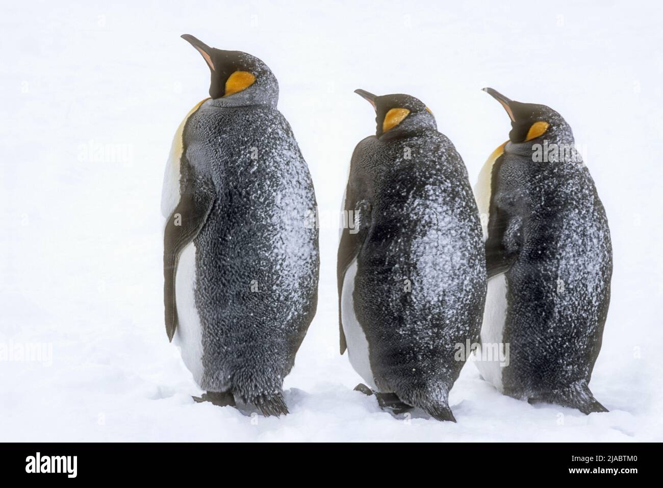Antarctica; South Georgia Island; Wildlife; Birds; King Penquins; Aptenodytes patagonicus; Snowstorm Stock Photo