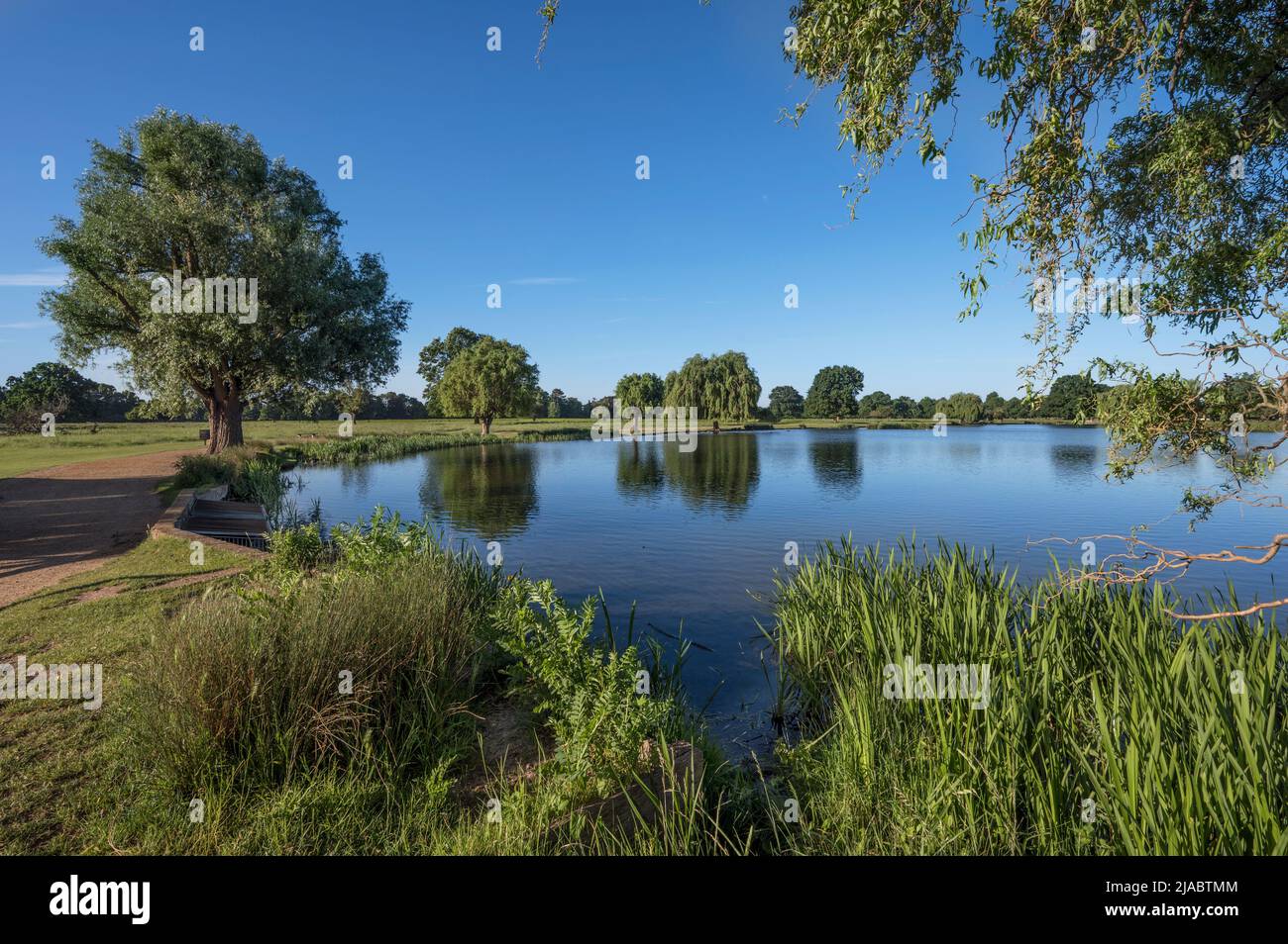 Bushy Park is the ideal place to take a summer walk Stock Photo Alamy