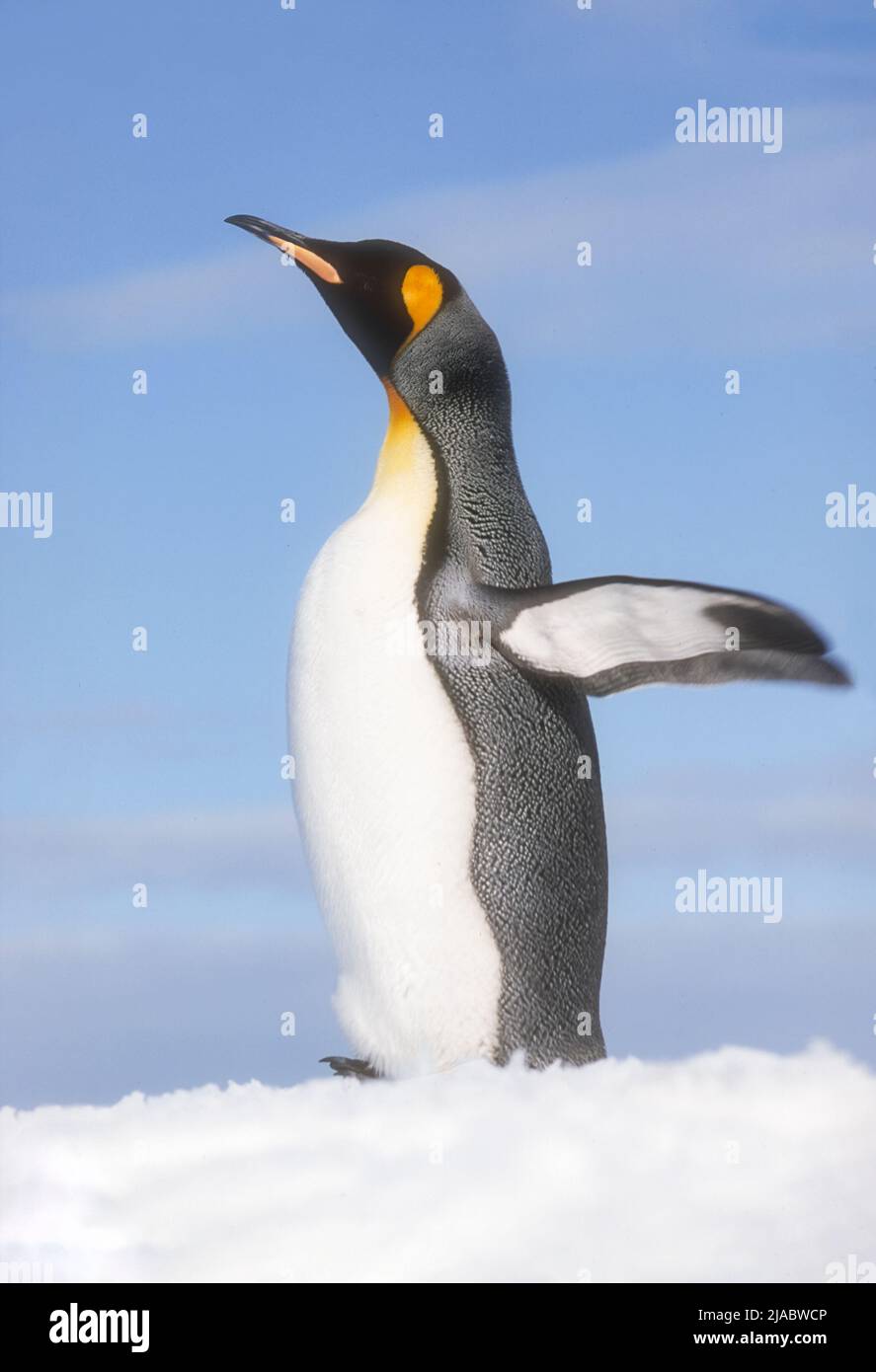 Antarctica; South Georgia Island; Wildlife; Birds; King Penquins; Aptenodytes patagonicus Stock Photo