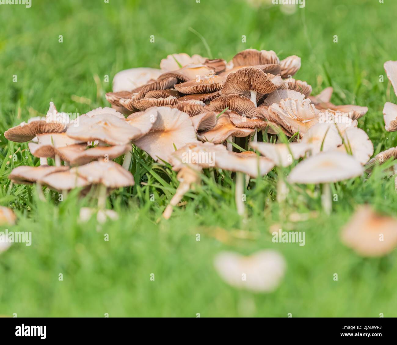 Wild Mushroom in grass in the garden Stock Photo
