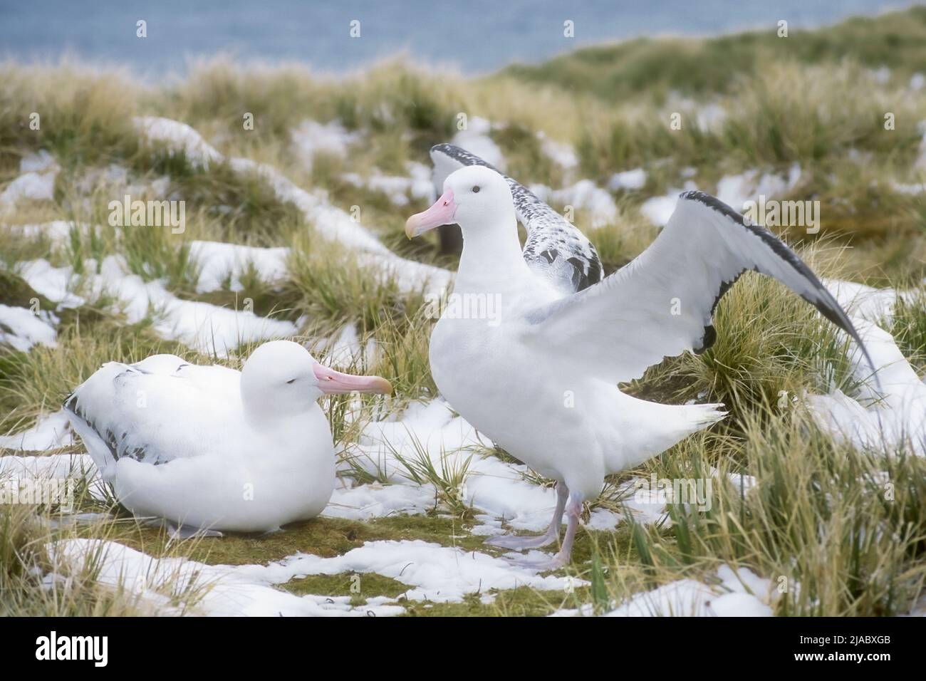 Antarctica; South Georgia Archipelago; Prion Island;  Wildlife; SeaBirds; wandering albatross, snowy albatross, white-winged albatross or goonie (Diom Stock Photo