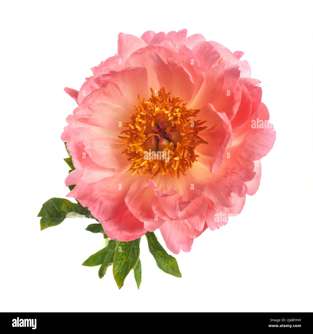 Beautiful pink peony flowers isolated on white background Stock Photo ...