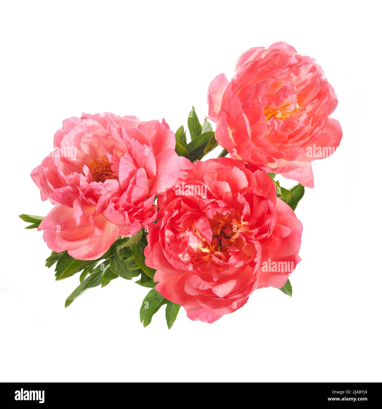 Beautiful pink peonies flowers isolated on white background Stock Photo ...