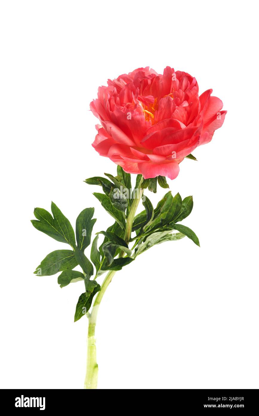 Beautiful pink peony flowers isolated on white background Stock Photo ...
