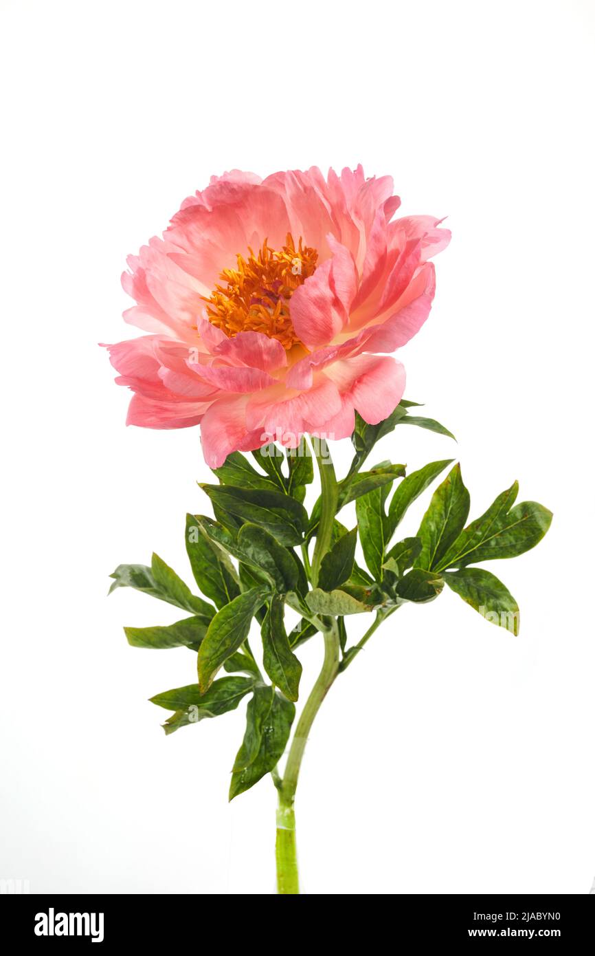Beautiful pink peony flowers isolated on white background Stock Photo ...